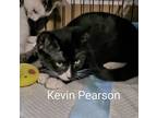 Adopt Kevin Pearson a All Black Domestic Shorthair / Domestic Shorthair / Mixed