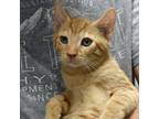 Adopt Yeye a Orange or Red Domestic Shorthair / Domestic Shorthair / Mixed cat