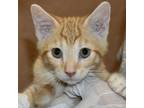 Adopt Stompy a Orange or Red Domestic Shorthair / Domestic Shorthair / Mixed cat