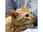 Adopt Hoho a Orange or Red Colorpoint Shorthair / Domestic Shorthair / Mixed cat