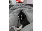 Adopt Benjamin a Black & White or Tuxedo American Shorthair (short coat) cat in