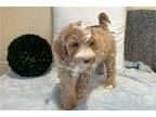 Mutt Puppy for sale in South Bend, IN, USA