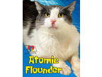 Adopt Atomic Flounder a White Domestic Mediumhair / Domestic Shorthair / Mixed