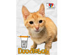 Adopt Doodlebob a Orange or Red Domestic Shorthair / Domestic Shorthair / Mixed
