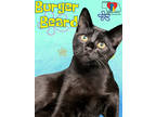 Adopt Burger Beard a All Black Domestic Shorthair / Domestic Shorthair / Mixed