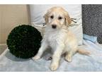 Goldendoodle Puppy for sale in South Bend, IN, USA