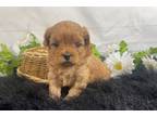 Mutt Puppy for sale in Springfield, MO, USA