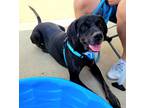 Adopt Gordon a Black Mixed Breed (Large) / Mixed dog in Hamilton, OH (37843996)