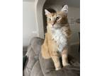 Adopt Luke a Orange or Red Domestic Longhair / Mixed cat in Tulare