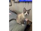 Adopt Figaro a White Domestic Shorthair (short coat) cat in San Antonio