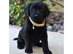 Labrador Retriever Puppy for sale in Corona, CA, USA