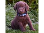 Labrador Retriever Puppy for sale in Corona, CA, USA