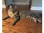 Adopt Tesario a Tiger Striped Maine Coon (long coat) cat in Manchester