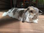 Adopt Bunsen a White American Fuzzy Lop / Mixed rabbit in Manchester