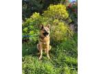 Adopt Jazzy a Black Husky / German Shepherd Dog / Mixed (short coat) dog in