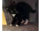 Adopt Starlight a All Black Domestic Shorthair / Domestic Shorthair / Mixed cat