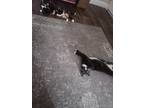 Adopt Winifred and Luna a Black & White or Tuxedo Calico / Mixed (medium coat)