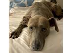 Adopt Sarobi a Brown/Chocolate - with White Doberman Pinscher / Greyhound dog in