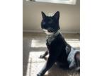 Adopt Oscar a Black & White or Tuxedo British Shorthair (medium coat) cat in