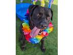 Adopt Tico a Black Mastiff / Mixed dog in Clay Center, KS (38937107)