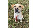 Adopt Dill* a Tan/Yellow/Fawn Mixed Breed (Medium) / Mixed dog in Anderson