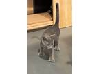 Adopt Chey a Gray or Blue (Mostly) Polydactyl/Hemingway (short coat) cat in