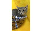 Adopt Elora a Gray or Blue Domestic Shorthair / Domestic Shorthair / Mixed cat