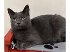 Adopt Erica a Gray or Blue Domestic Shorthair / Domestic Shorthair / Mixed cat