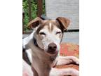 Adopt Max a White - with Brown or Chocolate Jack Russell Terrier dog in Eugene