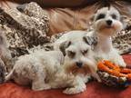 Adopt Brooklyn and Ocean a White Schnauzer (Miniature) / Mixed dog in PLANO