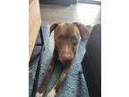 Adopt Arlo a Brown/Chocolate - with White American Pit Bull Terrier / Labrador