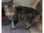 Adopt Kisha a All Black Domestic Longhair / Domestic Shorthair / Mixed cat in