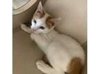 Adopt Neli a White Domestic Shorthair / Domestic Shorthair / Mixed (short coat)