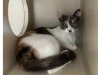 Adopt Lilith a White Domestic Shorthair / Domestic Shorthair / Mixed cat in