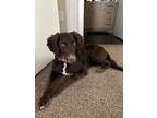 Adopt Duvie a Brown/Chocolate - with White Labradoodle / Mixed dog in San Jose