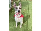 Adopt Indonesia - VIP a White American Pit Bull Terrier / Mixed dog in