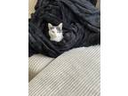 Adopt Girl a Black & White or Tuxedo Manx / Mixed (short coat) cat in Sandy
