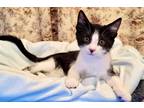 Adopt Sage a Black & White or Tuxedo Domestic Mediumhair (medium coat) cat in