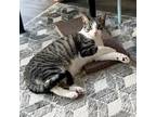 Adopt Morecambe a Brown Tabby Domestic Shorthair (short coat) cat in