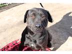 Adopt Rex a Black Mixed Breed (Large) / Labrador Retriever / Mixed dog in