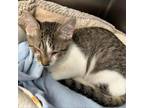 Adopt Tarzan a Gray or Blue Domestic Shorthair / Mixed cat in Blasdell