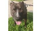 Adopt Rufus a Brown/Chocolate American Pit Bull Terrier / Mutt / Mixed dog in