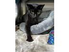 Adopt Bailey a All Black Domestic Shorthair / Domestic Shorthair / Mixed cat in