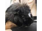 Adopt Sean a Guinea Pig small animal in Middletown, RI (38960833)