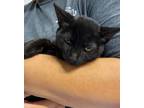 Adopt Pumba a All Black Domestic Shorthair / Domestic Shorthair / Mixed cat in