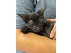 Adopt Timona a All Black Domestic Shorthair / Domestic Shorthair / Mixed cat in