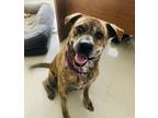 Adopt Sukie a Brindle Mixed Breed (Large) / Mixed dog in Dallas, TX (36695969)