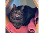 Adopt Andie a Brown or Chocolate Domestic Shorthair / Domestic Shorthair / Mixed