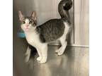 Adopt Tanner a Brown or Chocolate Domestic Shorthair / Mixed cat in Los Angeles