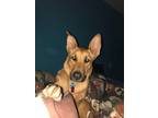 Adopt Zoey/Shepherd a German Shepherd Dog / Mixed dog in Reno, NV (38728895)
